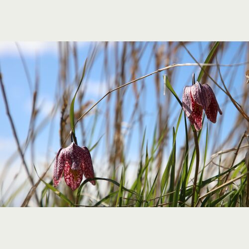 1993 wurde die Schachblume von der Loki Schmidt Stiftung zur Blume des Jahres ernannt